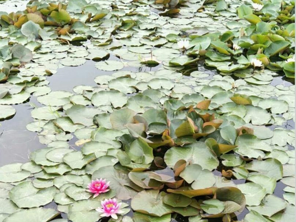 睡莲种植基地2