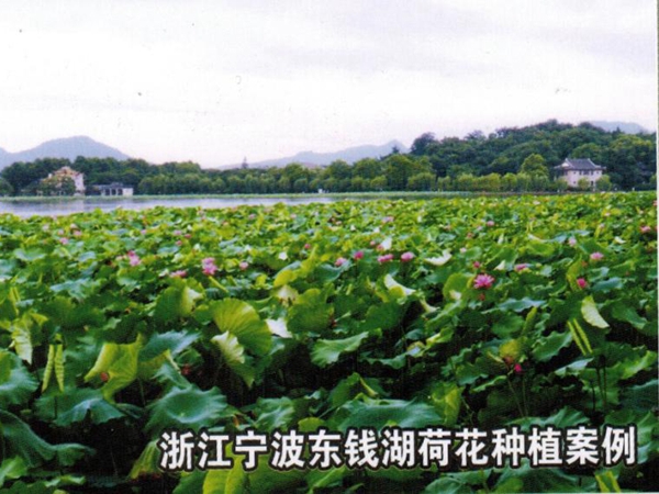 浙江宁波东钱湖荷花种植案例