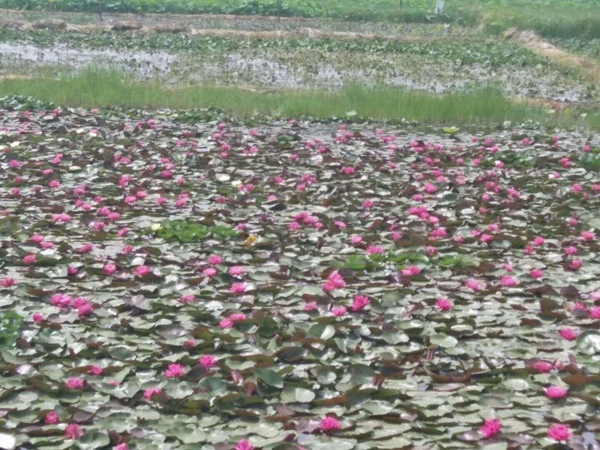 睡莲种植基地4