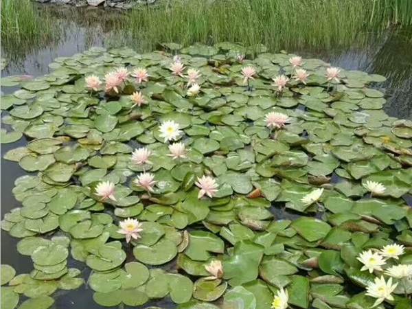 睡莲种植基地3