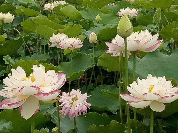 荷花种植基地