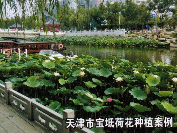 天津市宝坻荷花种植案例